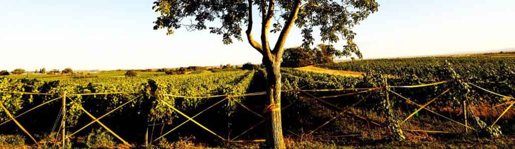 joiseph-vineyard joiseph vineyard