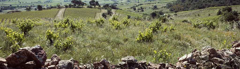 vineyard-domaine-des-mathouans-panorama domaine des mathouans vineyard