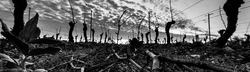 fabien-vineyard-panorama fabien-vineyard-panorama