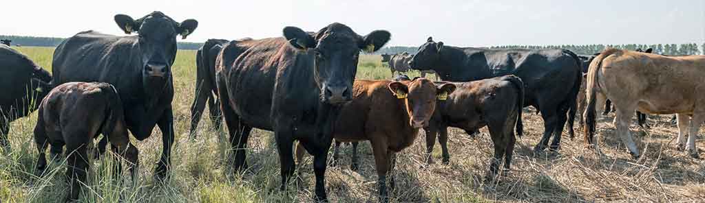 meinklang-panorama meinklang cows