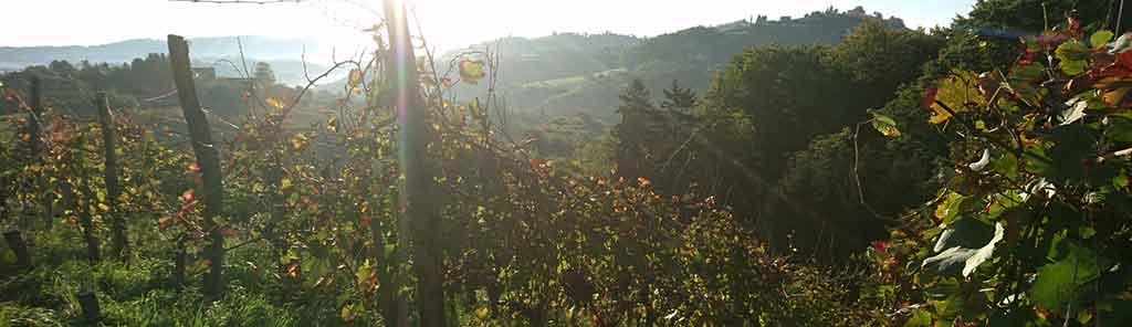 schnabel-vineyard-panorama schnabel vineyard panorama