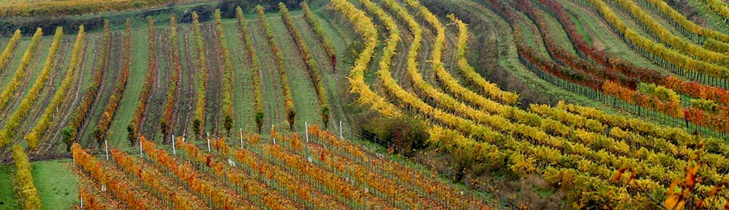 fidesser-vineyard-panorama Fidesser vineyard panorama