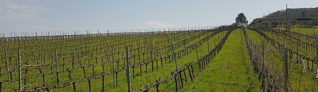 il signor kurtz panorama vineyard