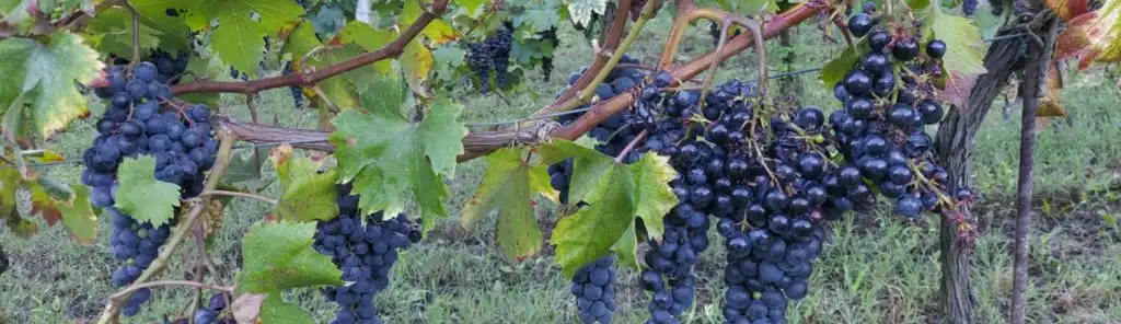 Podere Cellario vineyard Podere Cellario vineyard