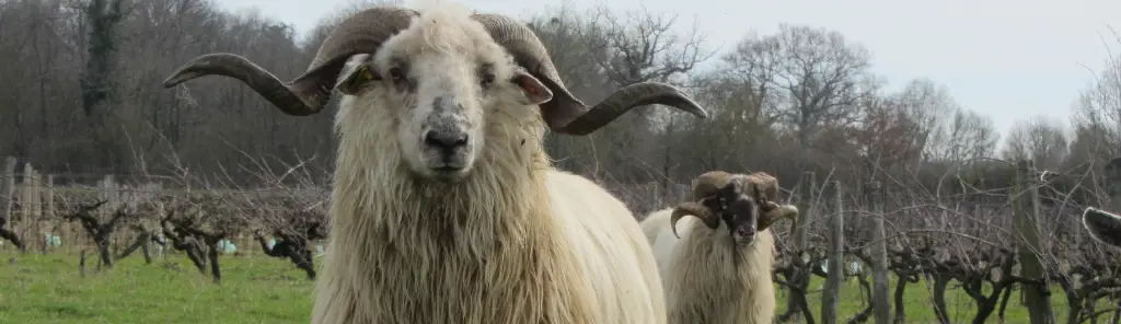 Baptiste Cousin sheep